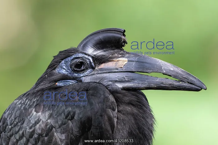 : Northern ground hornbill (Bucorvus abyssinicus) : Northern ground hornbill (Bucorvus abyssinicus)