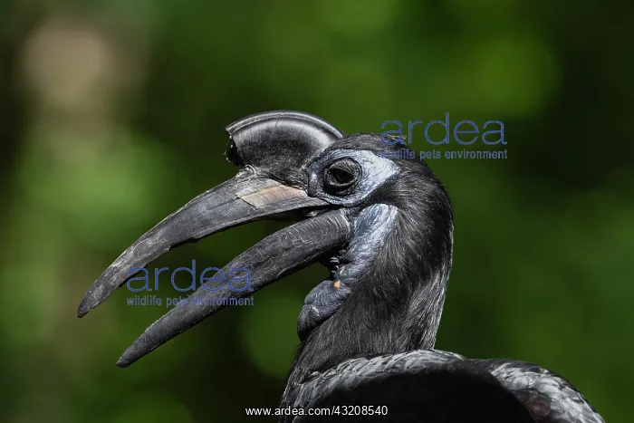 : Northern ground hornbill (Bucorvus abyssinicus) : Northern ground hornbill (Bucorvus abyssinicus)