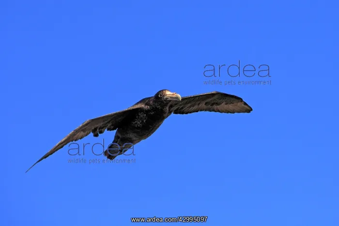 : Northern / Hall's Giant Petrel - in flight : Northern / Hall's Giant Petrel - in flight