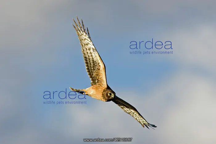  : Northern Harrier
