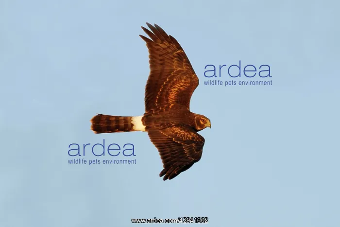  : Northern Harrier