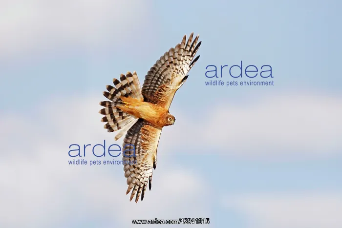  : Northern Harrier