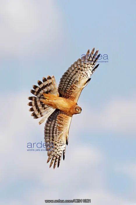  : Northern Harrier