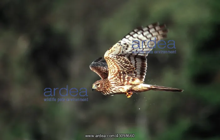 : Northern Harrier : Northern Harrier