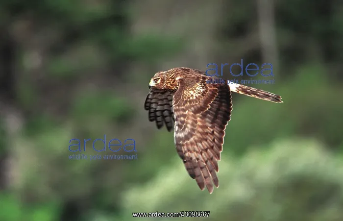: Northern Harrier : Northern Harrier