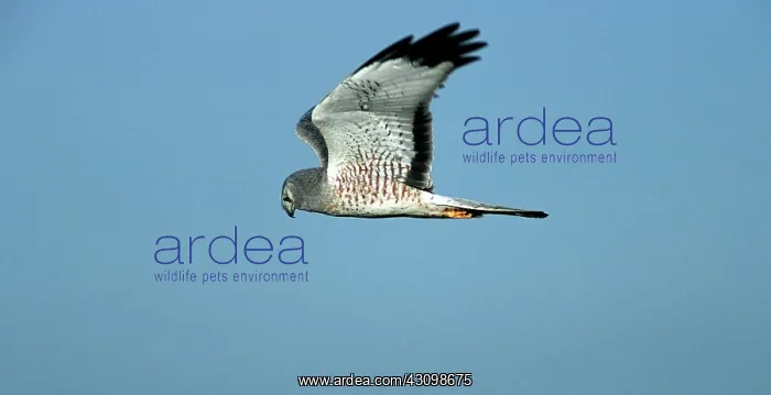 : Northern Harrier : Northern Harrier