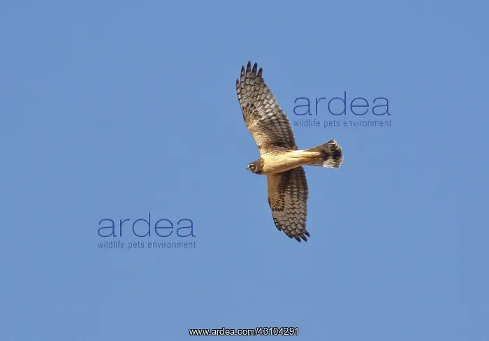 : Northern Harrier : Northern Harrier