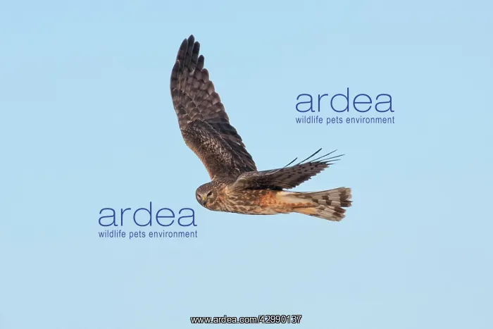: Northern Harrier - adult female in flight - February : Northern Harrier - adult female in flight - February