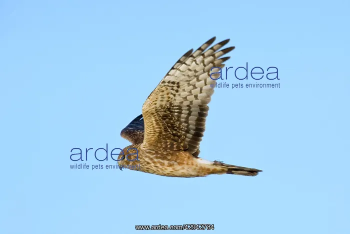 : Northern Harrier - adult female in winter : Northern Harrier - adult female in winter