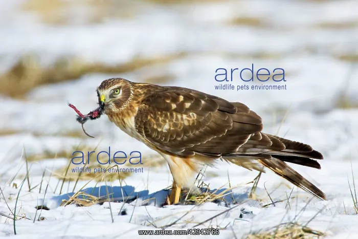 : Northern Harrier - first winter male in winter : Northern Harrier - first winter male in winter
