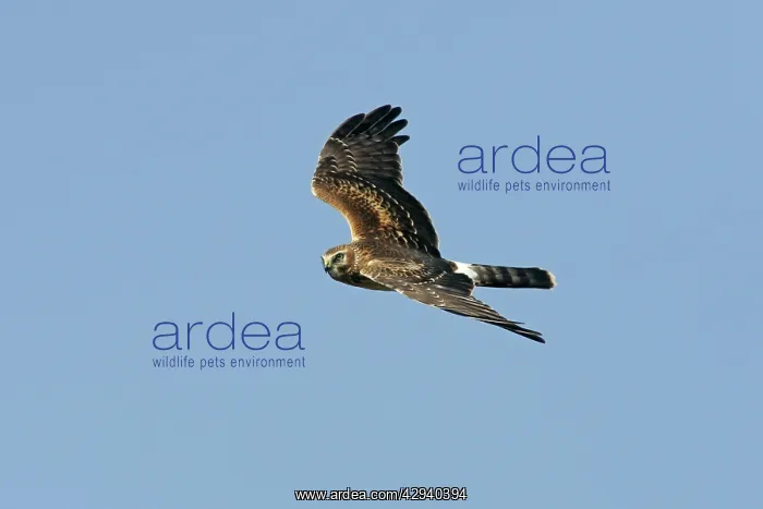 : Northern Harrier - in flight : Northern Harrier - in flight