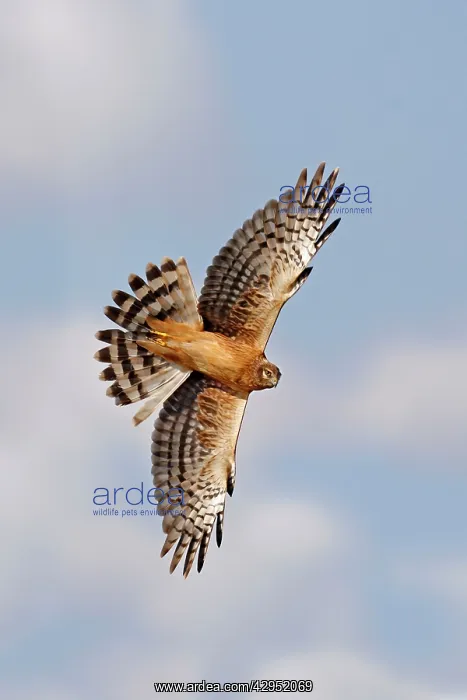 : Northern Harrier - in flight : Northern Harrier - in flight