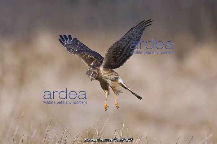  : Northern Harrier in flight