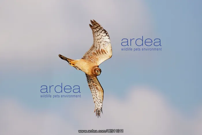 : Northern Harrier - in flight, diving : Northern Harrier - in flight, diving