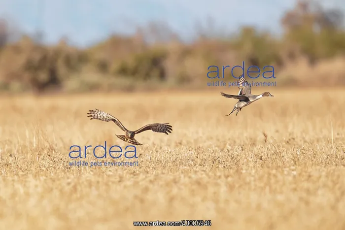 : Northern Harrier in flight hunting Pintail : Northern Harrier in flight hunting Pintail