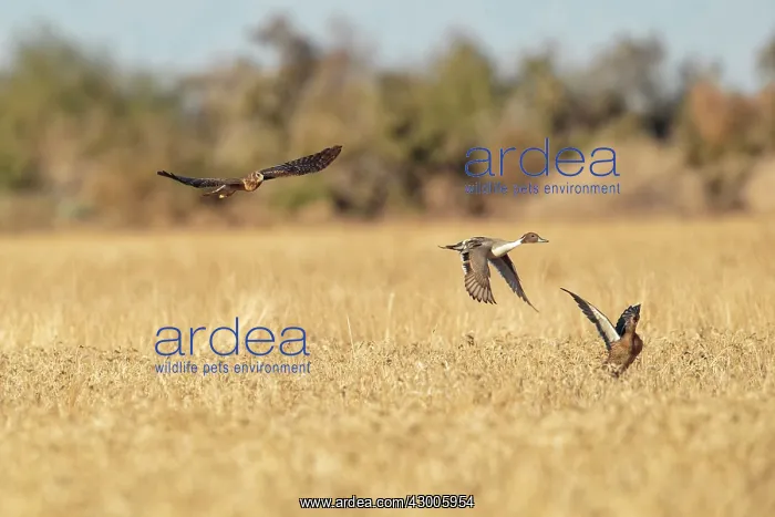 : Northern Harrier in flight hunting Pintail : Northern Harrier in flight hunting Pintail