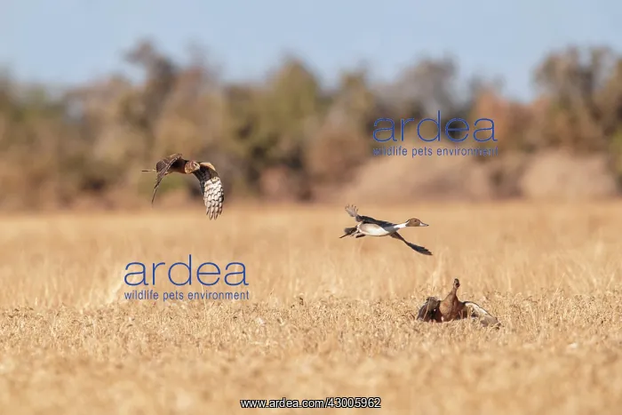 : Northern Harrier in flight hunting Pintail : Northern Harrier in flight hunting Pintail