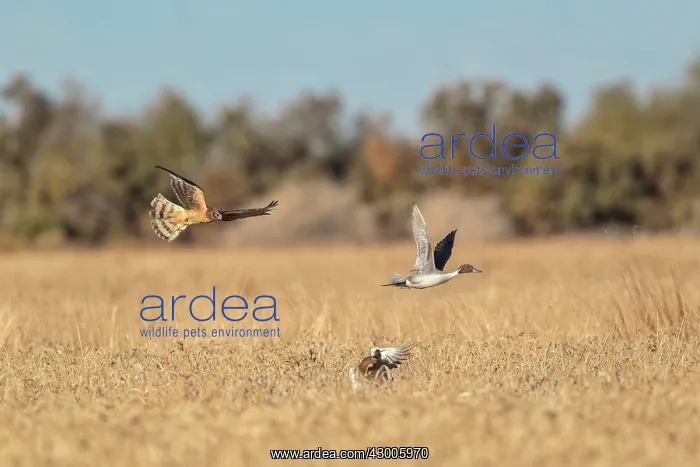 : Northern Harrier in flight hunting Pintail : Northern Harrier in flight hunting Pintail