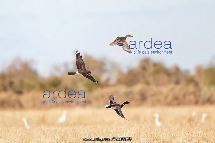 : Northern Harrier in flight hunting Pintail : Northern Harrier in flight hunting Pintail