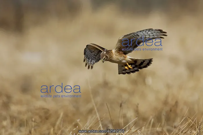 : Northern Harrier in flight - immature male in winter : Northern Harrier in flight - immature male in winter