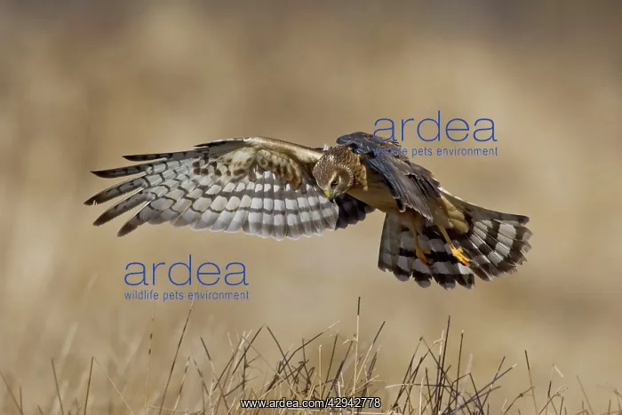 : Northern Harrier - in flight immature male in winter : Northern Harrier - in flight immature male in winter