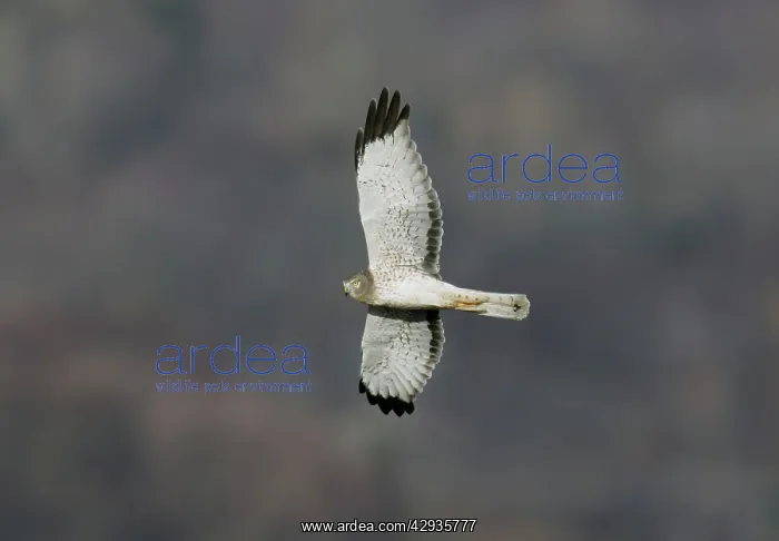 : Northern Harrier / Hen Harrier - adult male : Northern Harrier / Hen Harrier - adult male