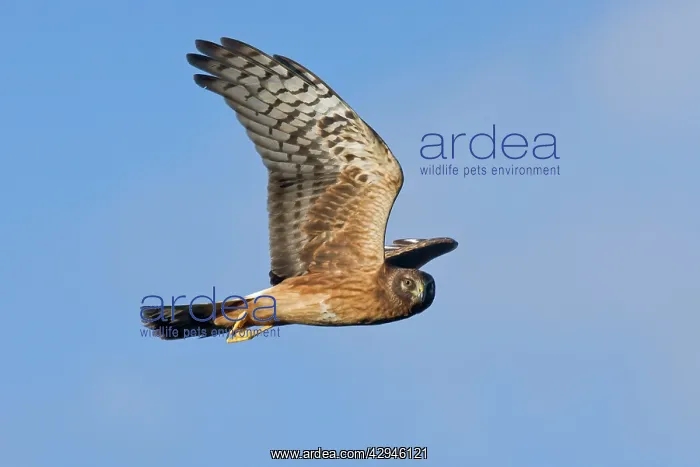 : Northern Harrier - Immature bird in migration : Northern Harrier - Immature bird in migration