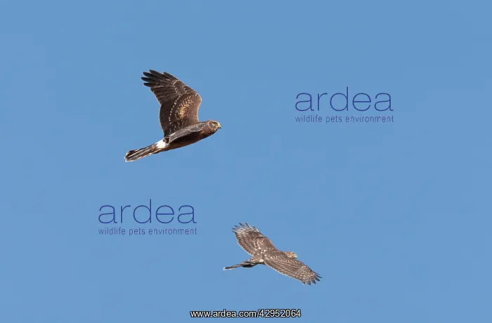 : Northern Harrier - immature in flight - with immature : Northern Harrier - immature in flight - with immature