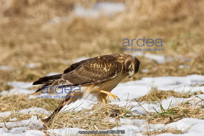  : Northern Harrier - immature male making final kill