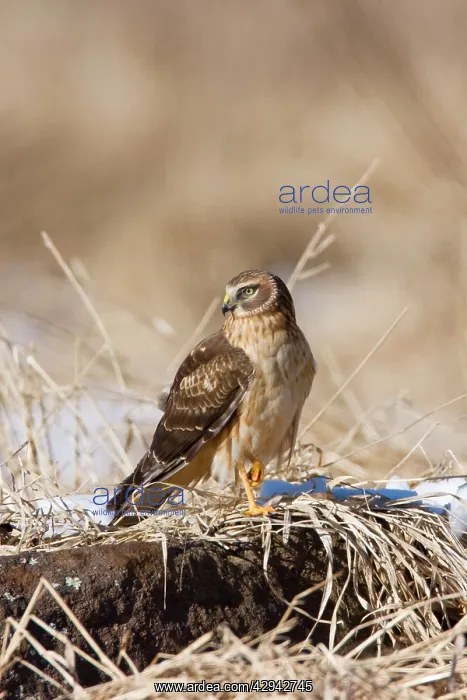 : Northern Harrier - immature male in winter : Northern Harrier - immature male in winter