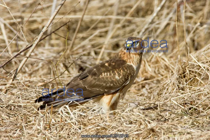 : Northern Harrier - immature male in winter : Northern Harrier - immature male in winter