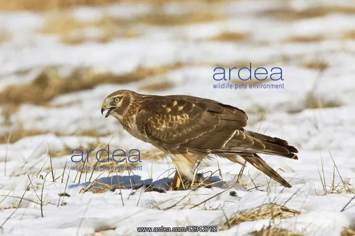 : Northern Harrier - immature male in winter : Northern Harrier - immature male in winter