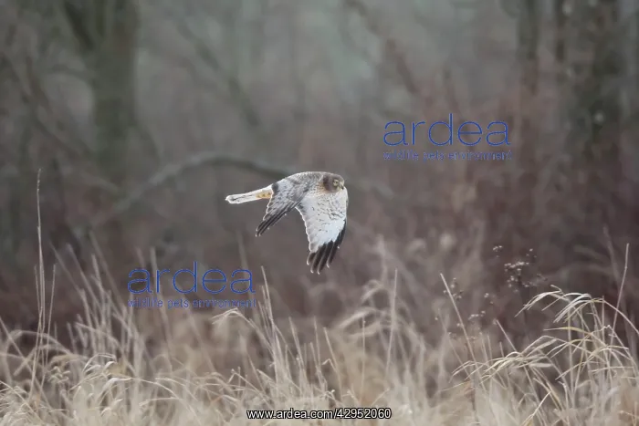 : Northern Harrier - male in flight : Northern Harrier - male in flight