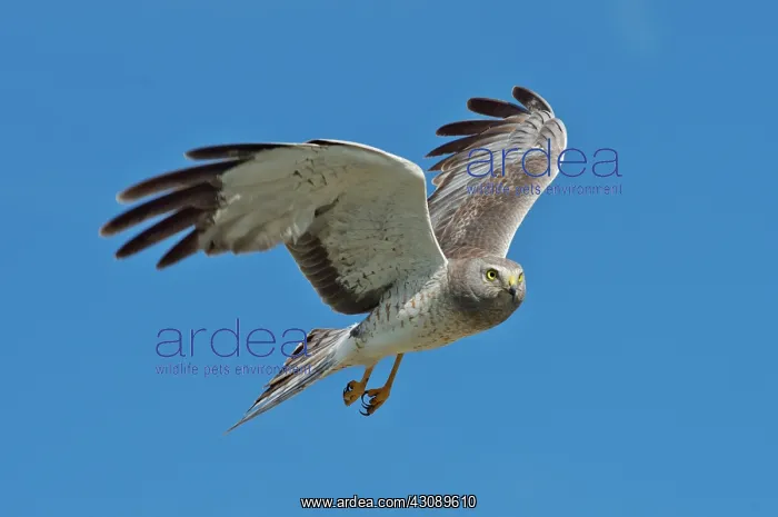 : Northern Harrier male In flight : Northern Harrier male In flight