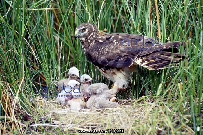 : Northern Harrier at nest with young : Northern Harrier at nest with young