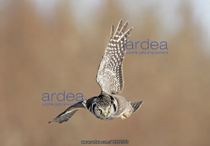 : Northern Hawk Owl : Northern Hawk Owl