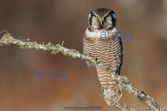 : Northern Hawk Owl : Northern Hawk Owl