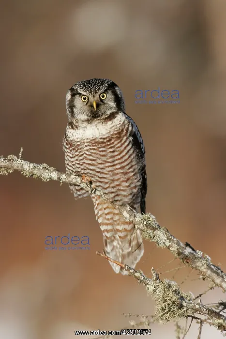 : Northern Hawk Owl : Northern Hawk Owl