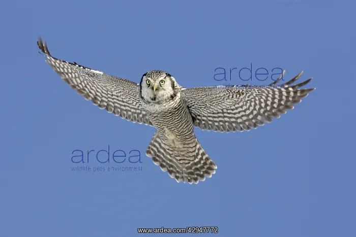 : Northern Hawk Owl : Northern Hawk Owl