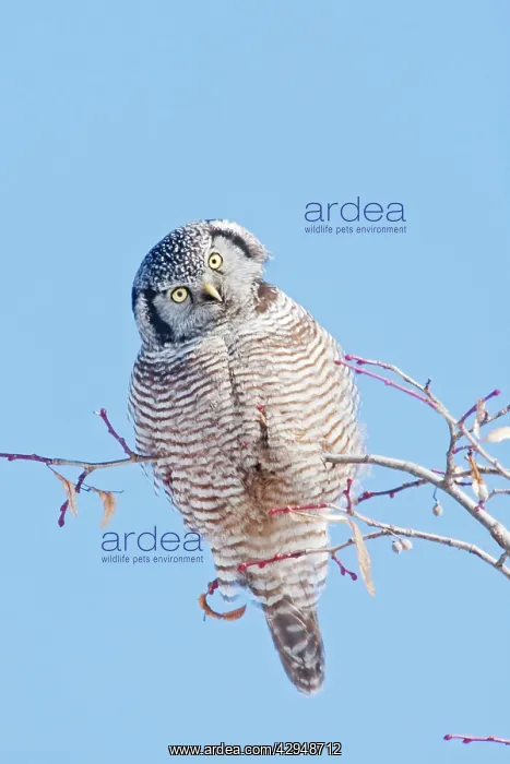 : Northern Hawk Owl : Northern Hawk Owl
