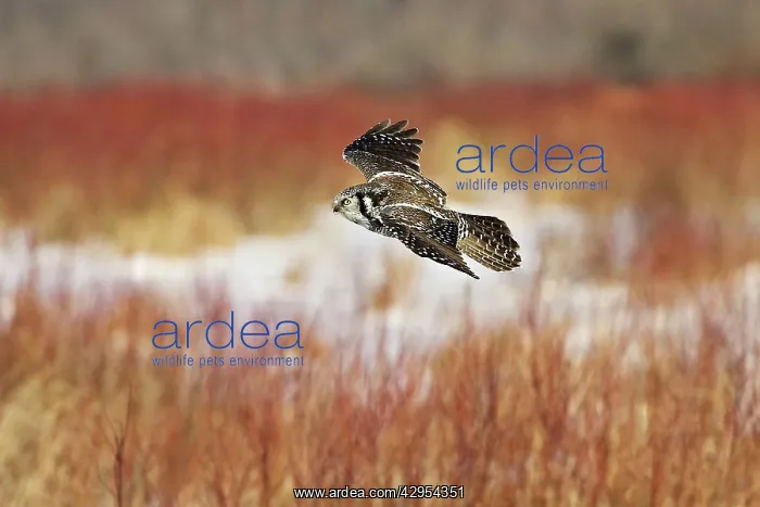 : Northern Hawk Owl : Northern Hawk Owl