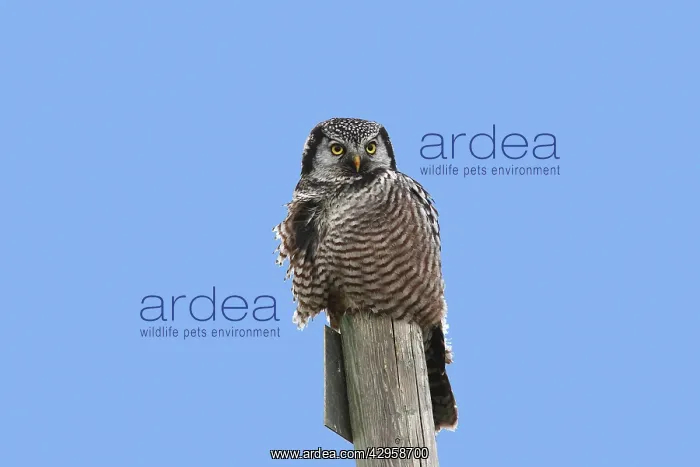 : Northern Hawk Owl : Northern Hawk Owl