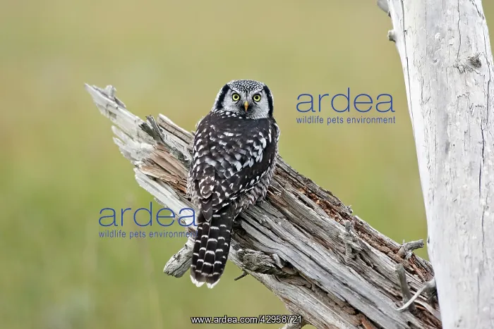 : Northern Hawk Owl : Northern Hawk Owl