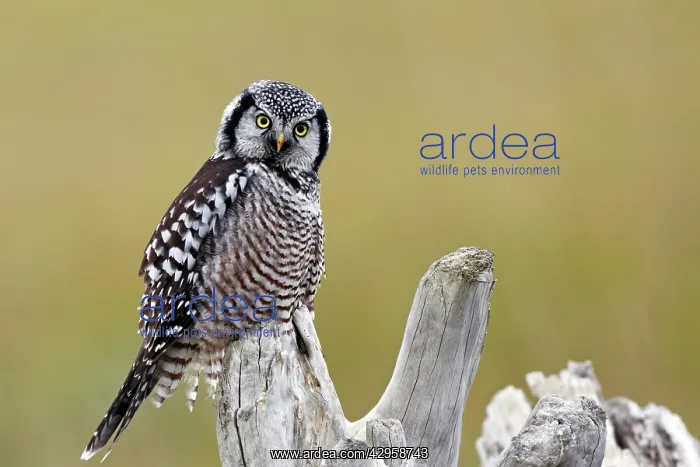 : Northern Hawk Owl : Northern Hawk Owl