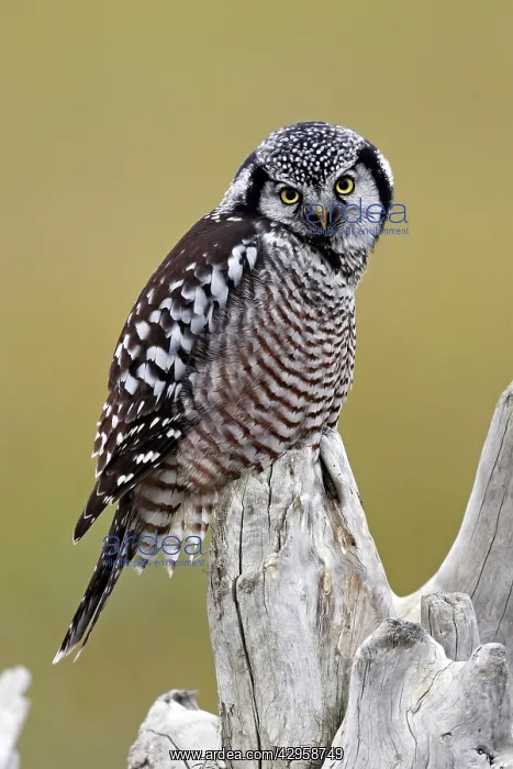 : Northern Hawk Owl : Northern Hawk Owl