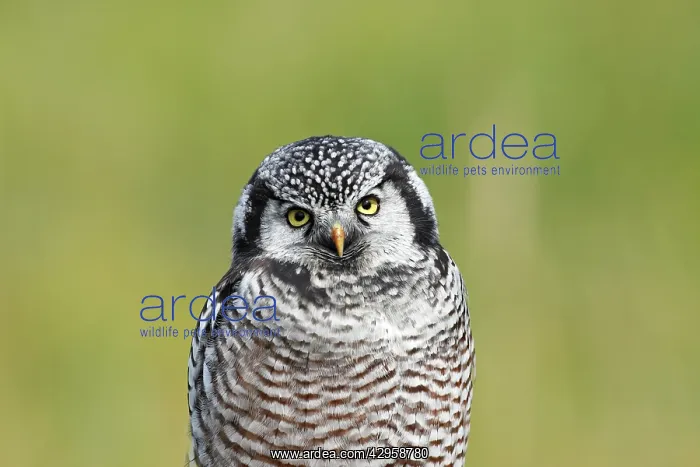 : Northern Hawk Owl : Northern Hawk Owl