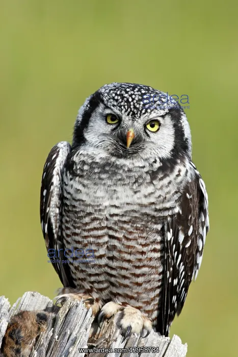 : Northern Hawk Owl : Northern Hawk Owl