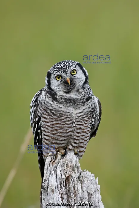 : Northern Hawk Owl : Northern Hawk Owl