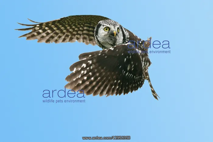 : Northern Hawk Owl : Northern Hawk Owl