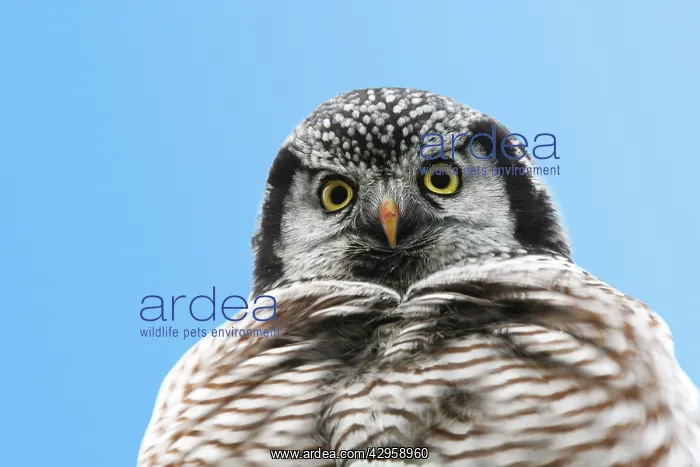 : Northern Hawk Owl : Northern Hawk Owl